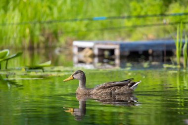 2025 gölündeki ördekler