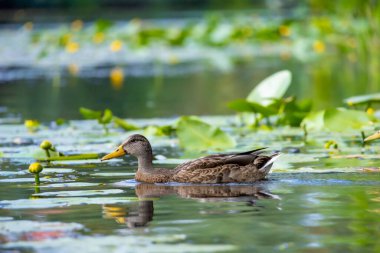 2025 gölündeki ördekler