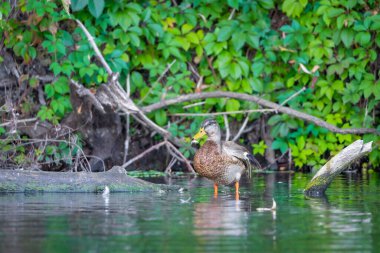 2025 gölündeki ördekler