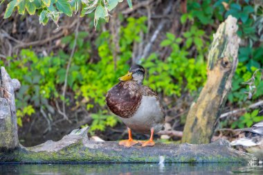 2025 gölündeki ördekler