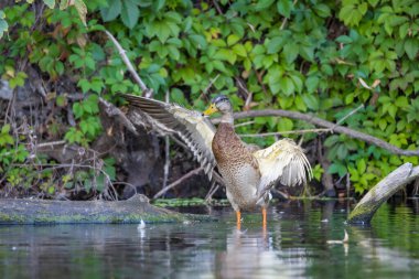 2025 gölündeki ördekler