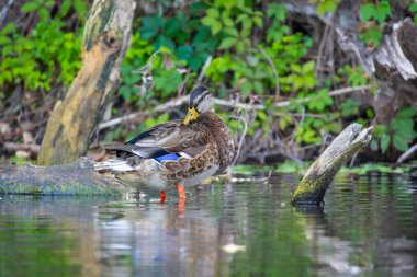 2025 gölündeki ördekler