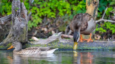 2025 gölündeki ördekler