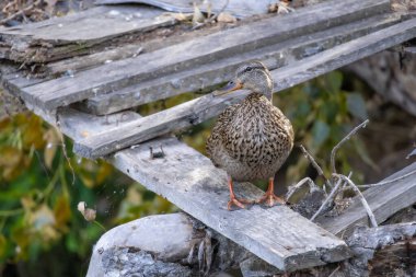 2025 gölündeki ördekler