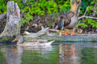 2025 gölündeki ördekler