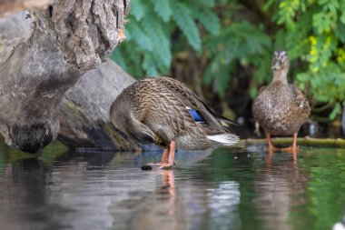 2025 gölündeki ördekler