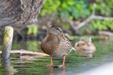 2025 gölündeki ördekler