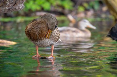 2025 gölündeki ördekler