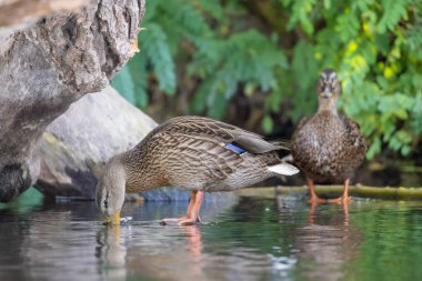 2025 gölündeki ördekler