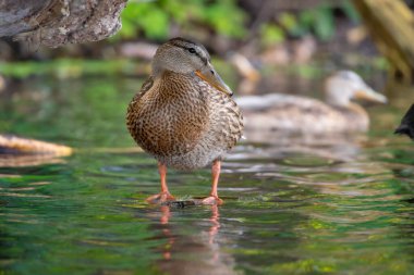 2025 gölündeki ördekler
