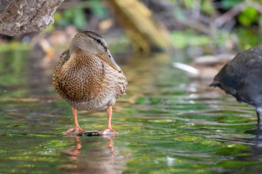 2025 gölündeki ördekler