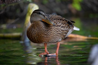 2025 gölündeki ördekler