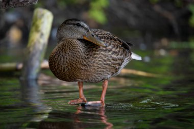2025 gölündeki ördekler