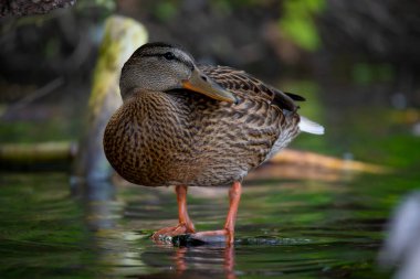 2025 gölündeki ördekler