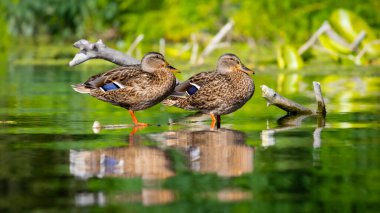 2025 gölündeki ördekler