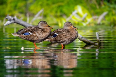 2025 gölündeki ördekler