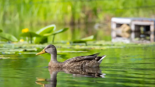 2025 gölündeki ördekler