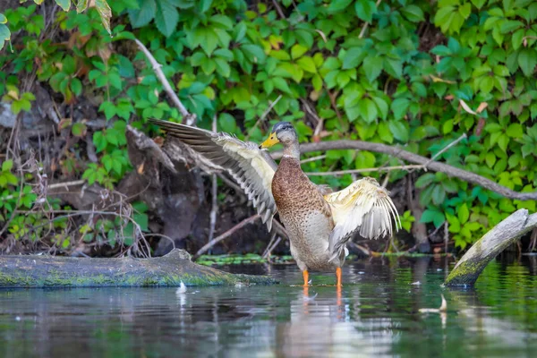 2025 gölündeki ördekler