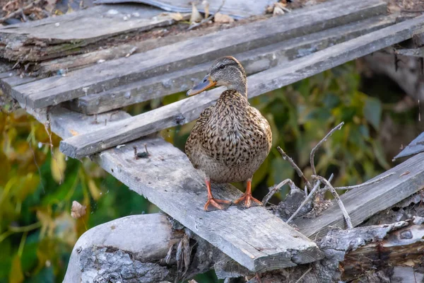 2025 gölündeki ördekler