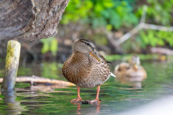 2025 gölündeki ördekler