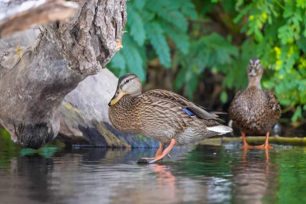 2025 gölündeki ördekler