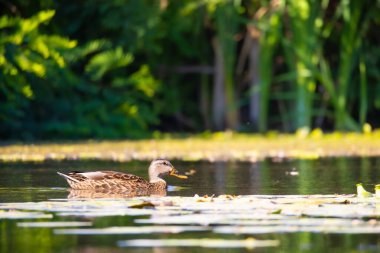 2025 gölündeki ördekler
