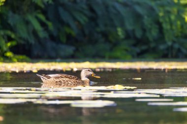 2025 gölündeki ördekler