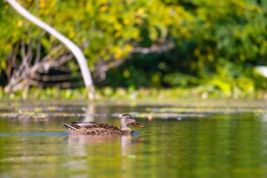 2025 gölündeki ördekler