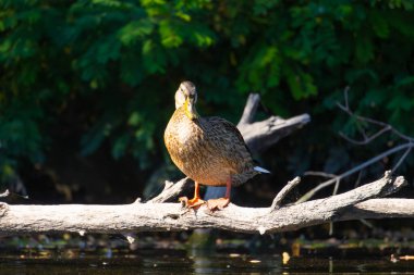 2025 gölündeki ördekler