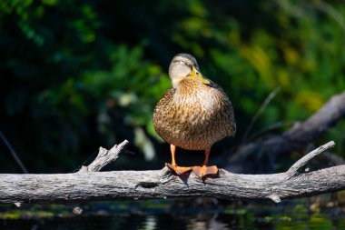 2025 gölündeki ördekler