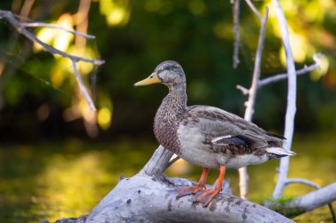 2025 gölündeki ördekler