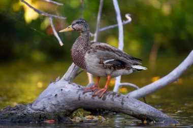 2025 gölündeki ördekler