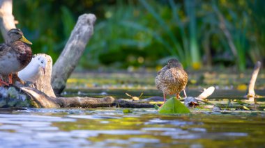 2025 gölündeki ördekler