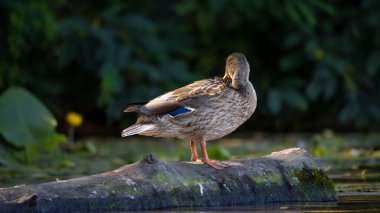 2025 gölündeki ördekler