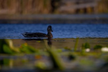 2025 gölündeki ördekler