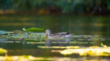 2025 gölündeki ördekler