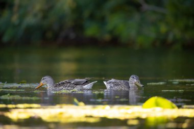 2025 gölündeki ördekler