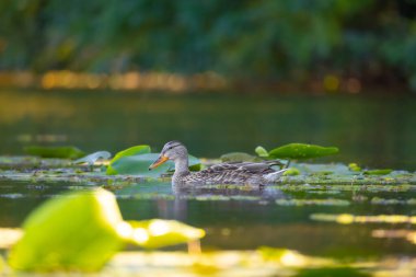 2025 gölündeki ördekler