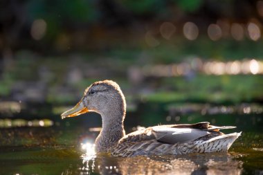 2025 gölündeki ördekler
