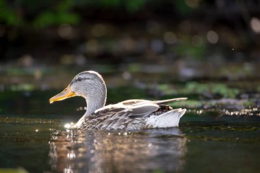 2025 gölündeki ördekler