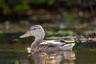 2025 gölündeki ördekler