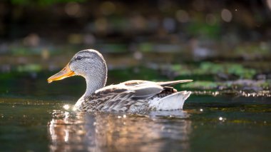 2025 gölündeki ördekler