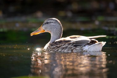 2025 gölündeki ördekler