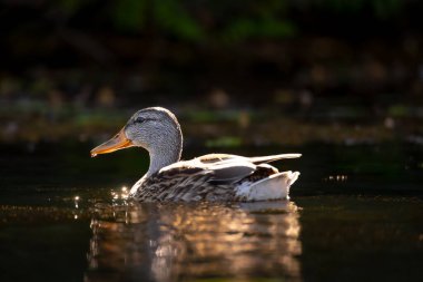 2025 gölündeki ördekler