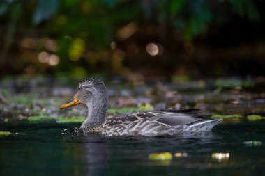 2025 gölündeki ördekler