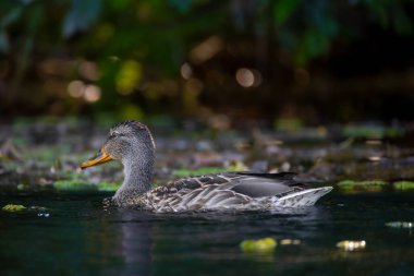 2025 gölündeki ördekler