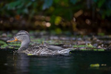 2025 gölündeki ördekler