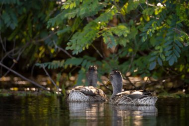 2025 gölündeki ördekler