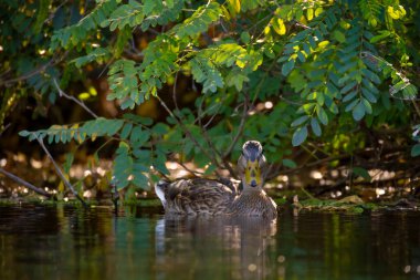 2025 gölündeki ördekler