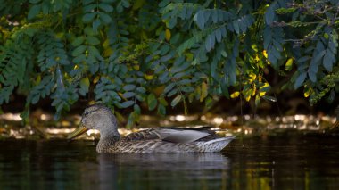 2025 gölündeki ördekler